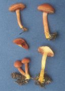 Boletus piperatus Mushroom