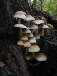 Hypholoma fasciculare4