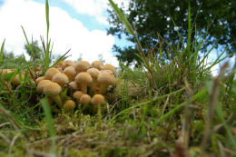 Hypholoma fasciculare4