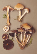 Lacrymaria velutina Mushroom