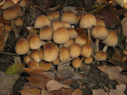 Coprinus micaceus  1