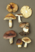 Russula puellaris Mushroom