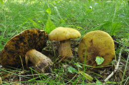 Boletus luridus2