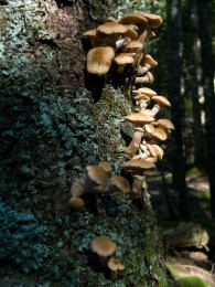 Armillaria mellea4.jpg