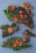 Scutellinia umbrarum Mushroom