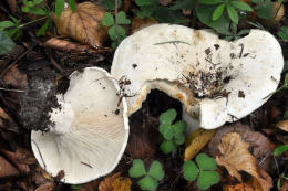 Lactarius vellereus2
