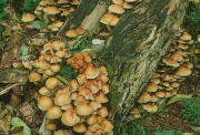 Hypholoma  fasciculareF Mushroom