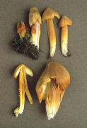 Hygrocybe intermedia Mushroom