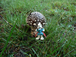 Amanita pantherina3.jpg
