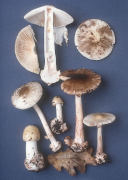 Amanita brunnescens Mushroom