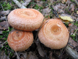 Lactarius torminosus