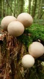 Lycoperdon pyriforme2