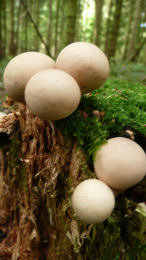 Lycoperdon pyriforme2