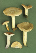 Lactarius uvidus3 Mushroom