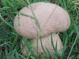 Calvatia cyathiformis2