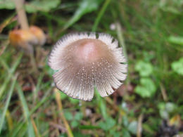 Coprinus micaceus  1