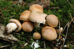 Hygrophorus nemoreus Mushroom