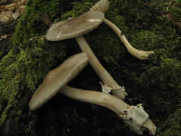 Amanita vaginata var alba014