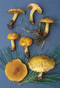 Suillus americanus Mushroom
