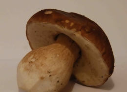 Cep Richard Scott