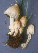 Coprinus quadrifidus Mushroom