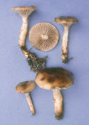 Gomphidius smithii Mushroom