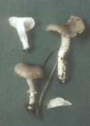 Hygrophorus pustulatus Mushroom