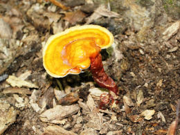 Ganoderma lucidum2