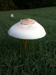 Lepiota procera4