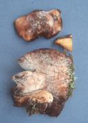 Oligoporus fragilis Mushroom