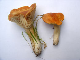 Hygrophorus pratensis
