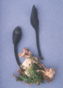 Trichoglossum farlowii2 Mushroom