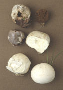 Bovista plumbea Mushroom