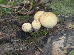 Lycoperdon perlatum