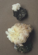 Peziza proteana var sparrasoides Mushroom