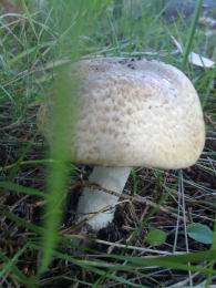 Agaricus augustus Buck.jpg