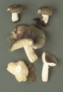 Russula parazurea2 Mushroom