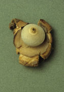 Geastrum triplex6 Mushroom