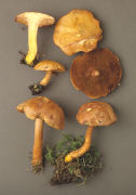 Boletus piperatus 2 Mushroom