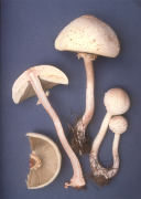 Chlorophyllum molybdites Mushroom