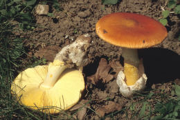 Amanita caesarea 7