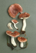 Russula aquosa 4 Mushroom