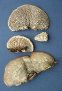 Daedalia quercina 3 Mushroom