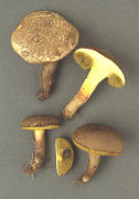 Boletus porosporus 2 Mushroom