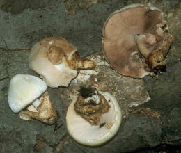 Volvariella bombycina