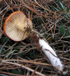 Hygrophorus hypothejus var. aureus Mushroom
