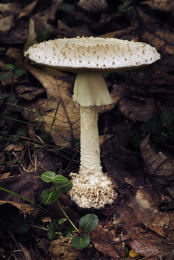 Amanita cokeri3