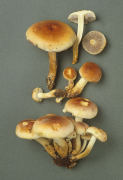 Hypholoma sublateritium Mushroom