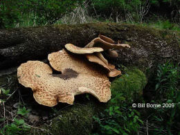 Polyporus squamosus 8