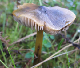 Hygrocybe conicaF